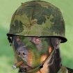 Portdog31