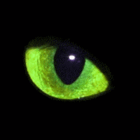 KnowingEye