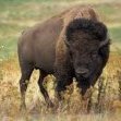 Bison