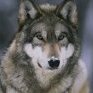 ThaYoungWolf