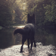 Black Wolf